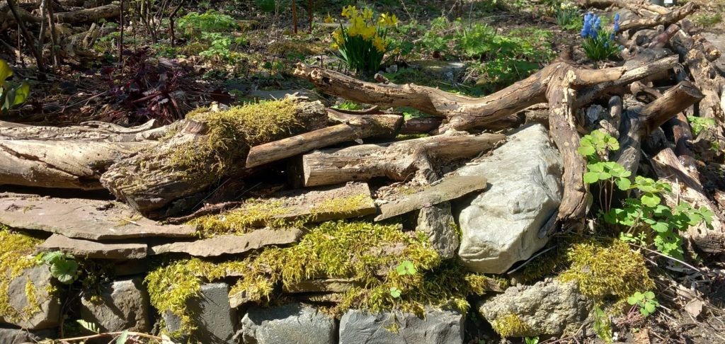 Auf dem Bild ist eine Natursteinmauer zu sehen in der Äste und Totholz verbaut wurden. Die Steine und die Äste sind mit Moos bewachsen.