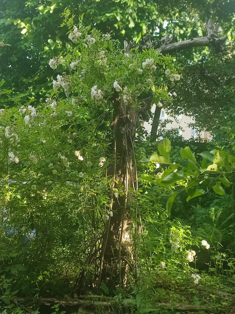 Auf dem Bild ist ein toter Apfelbaum zu sehen, an dem eine Kletterrose hochwächst