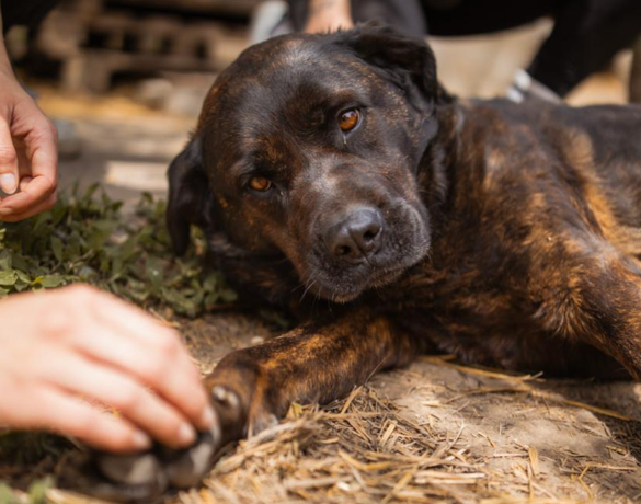 schwarz-brauner Hund liegt auf der Seite auf dem Boden, eine Hand berührt eine Pfote