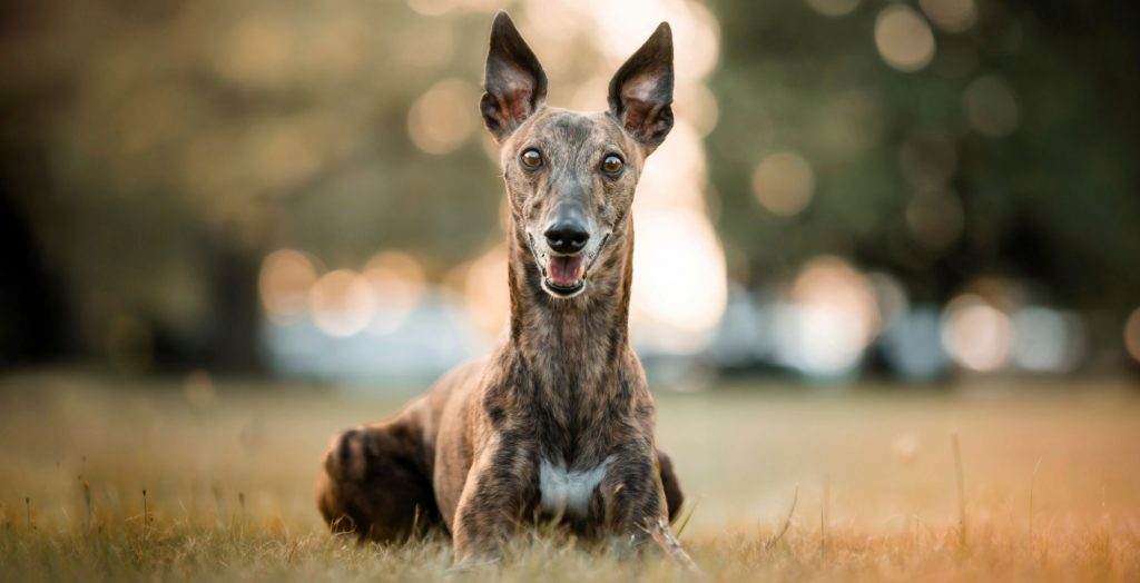 Hund (Galgo) liegt auf einer Wiese.
