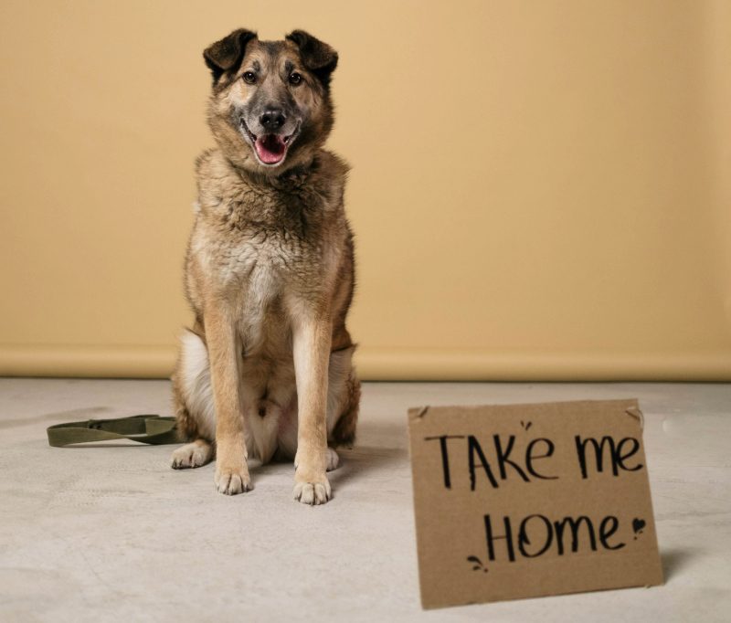 Hund sitzt auf dem Boden und schaut in die Kamera. Davor steht ein Pappschild mit der Aufschrift "Take me Home".