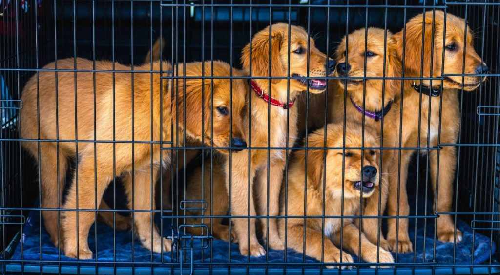 Fünf Hundewelpen liegen und stehen hinter einem Gitter in einem Auto.
