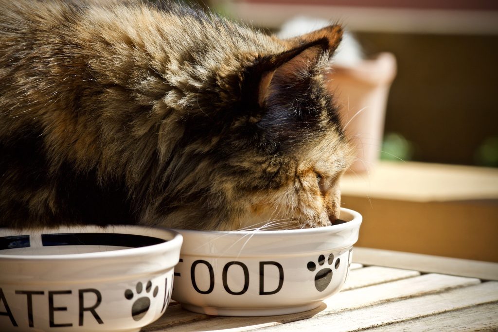 Katze frisst aus einem Futternapf