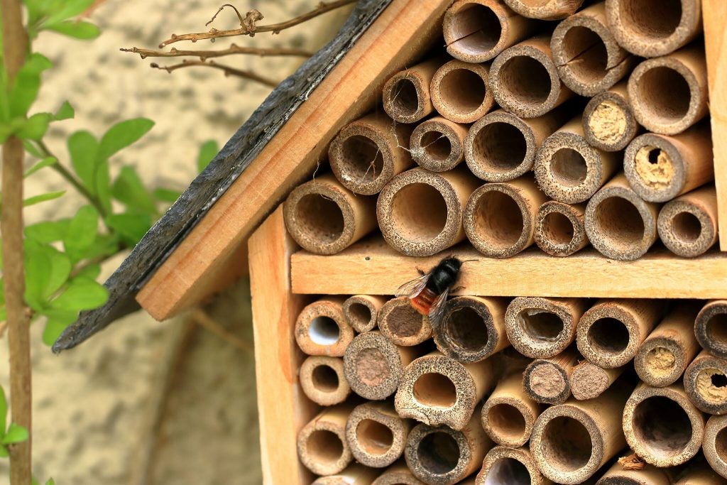 Auf dem Foto ist eine Wildbiene beim Einstieg in ein Insektenhotel zu sehen.