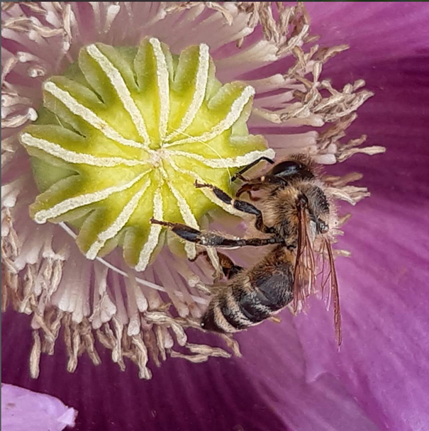 Auf dem Bild ist das Logo von Nature Gardening Stories zu sehen. Es ist ein Foto von einer Biene im Inneren einer Blaumohnblüte.