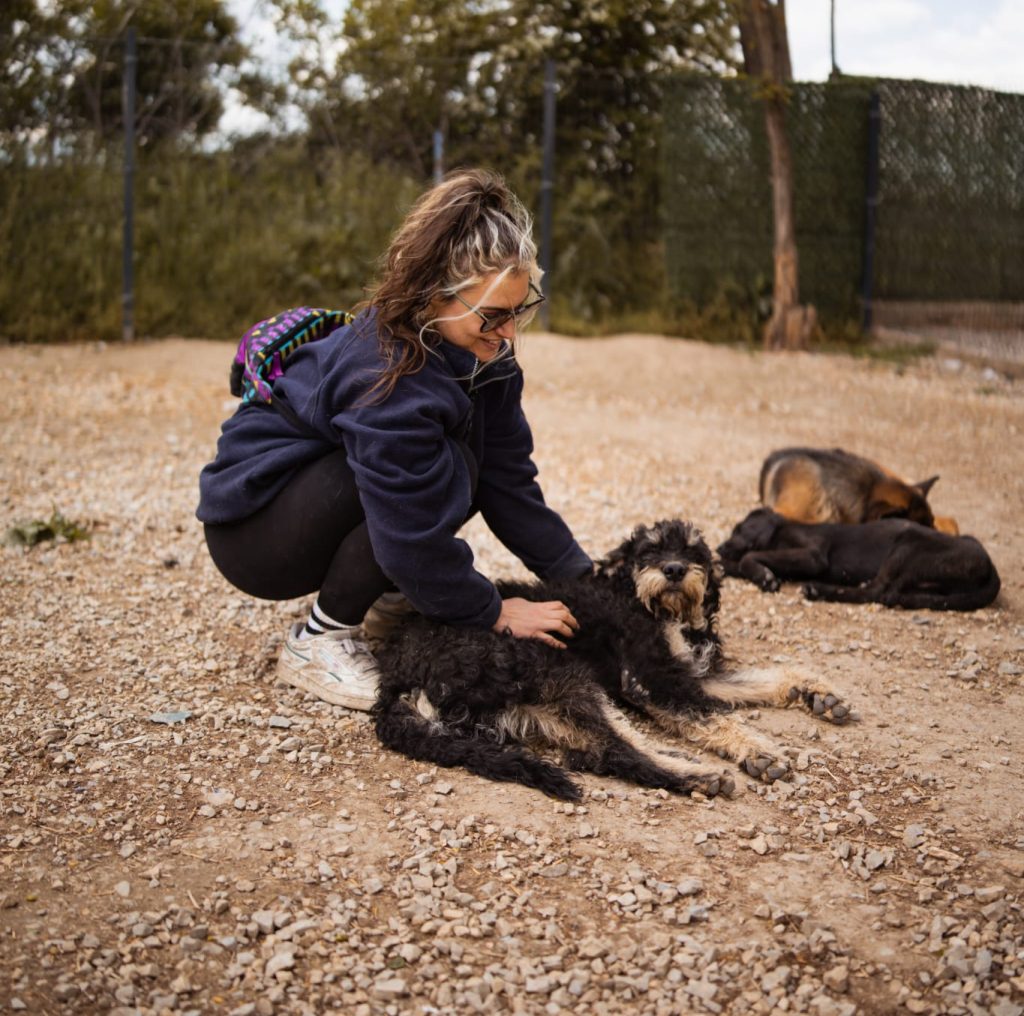 Drei Hunde liegen auf dem Boden eines Shelters. Einer wird von einer Person gestreichelt.