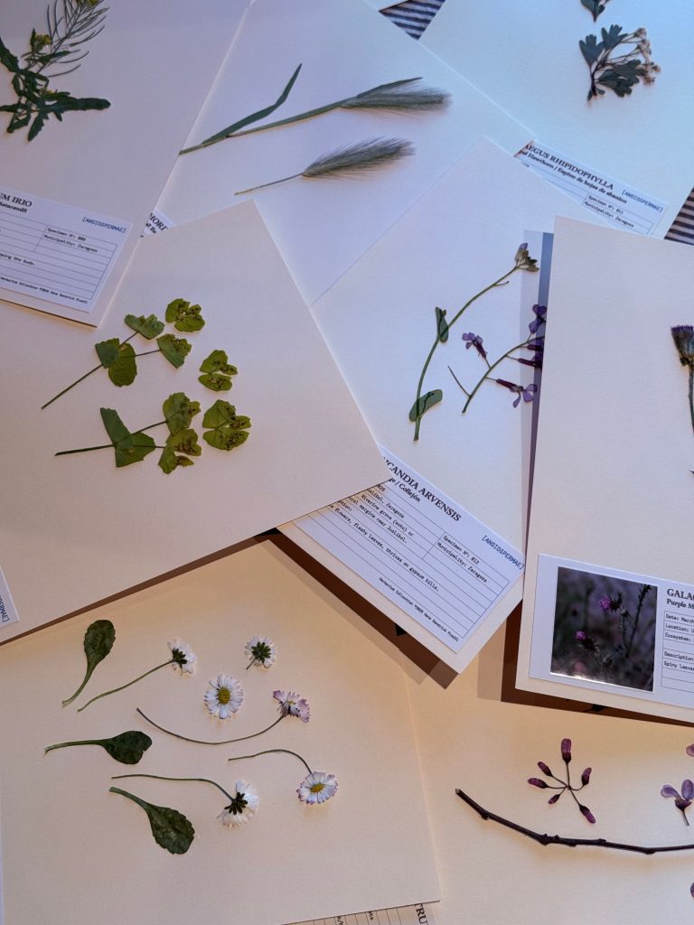 Botanische Proben verschiedener heimicher Pflanzen
